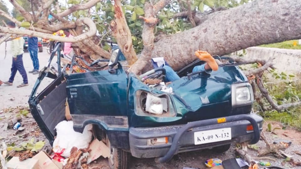 Father-son die after tree falls on their car