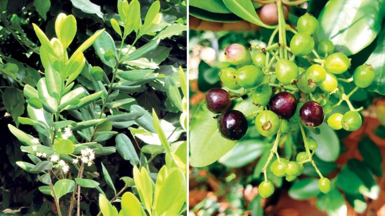 'All-in-one' spice tree - Star of Mysore