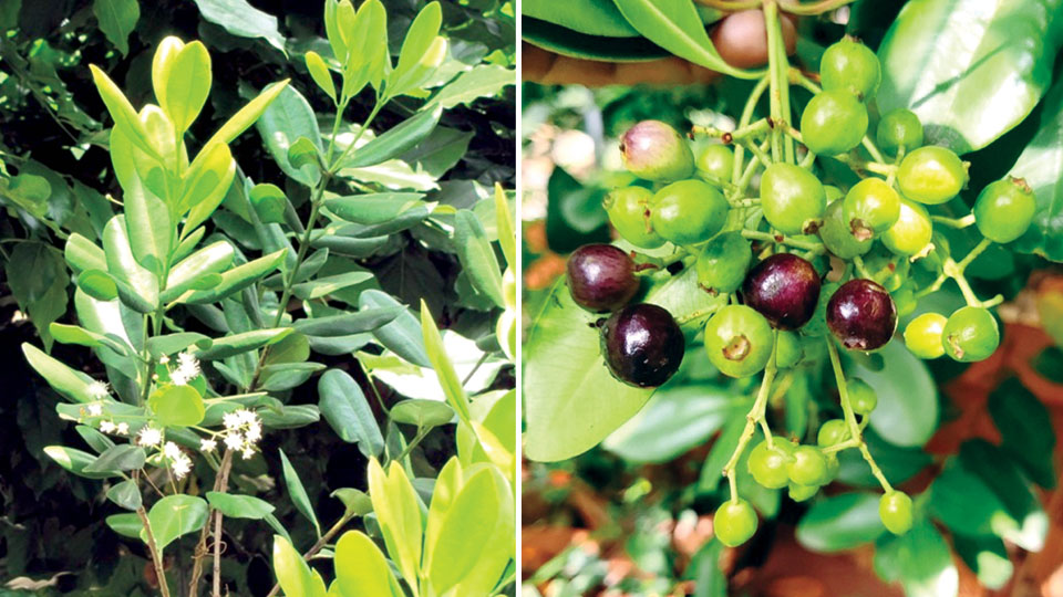 ‘All-in-one’ spice tree