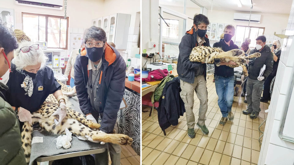 Wildlife Biologist from Kodagu in Project Cheetah core team