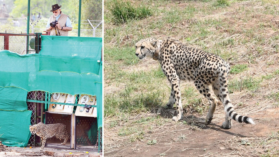PM releases Cheetahs flown in from Africa