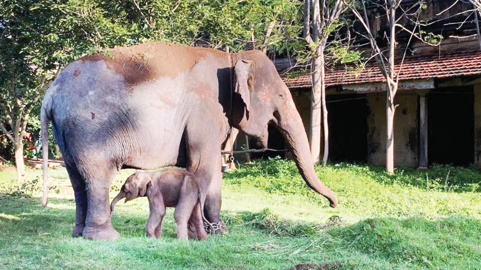 Elephant birth inside Palace brings cheer