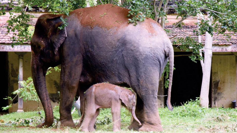 Dasara elephant Lakshmi’s calf born in Palace named ‘Sri Dattatreya’