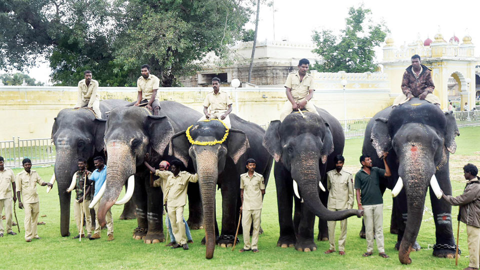 Second batch of five Dasara elephants arrives at Mysore Palace