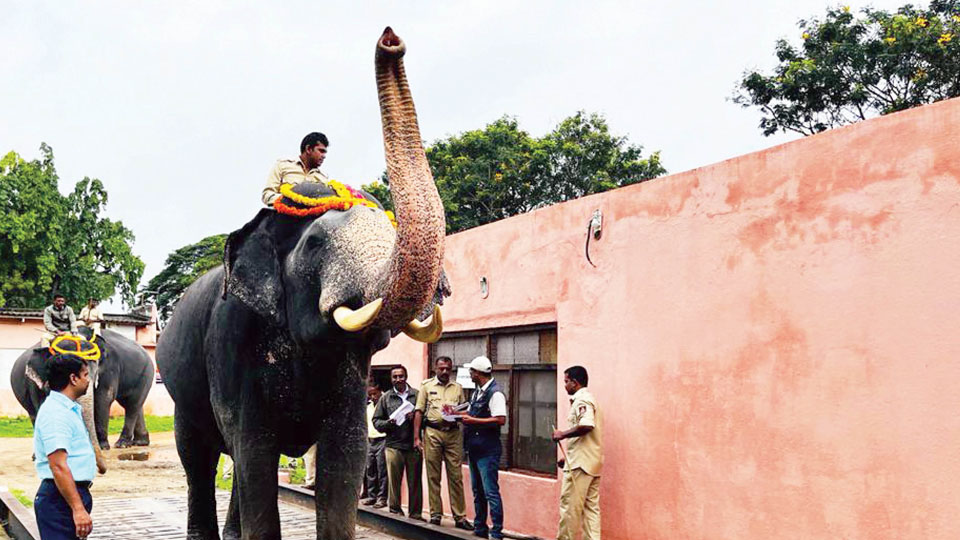 Dasara elephants weighed
