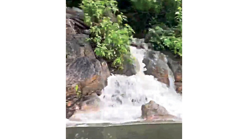 Rains create water springs at Chamundi Hill