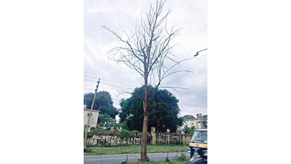 Plea to remove dried up tree on road median