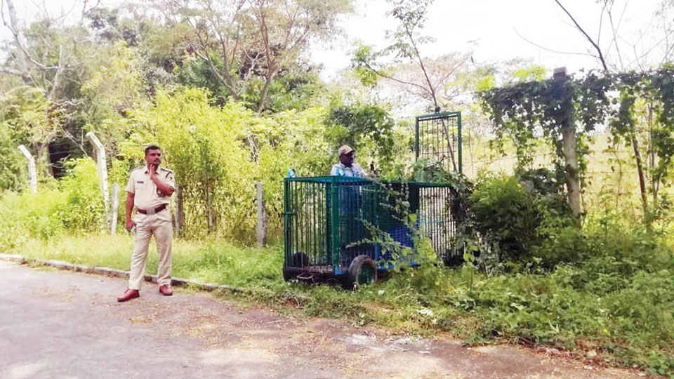 Leopard remains elusive; two cages placed: KRS North Gate closed for tourists