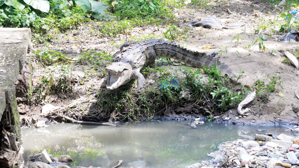 Crocodile resurfaces near Yele Thota