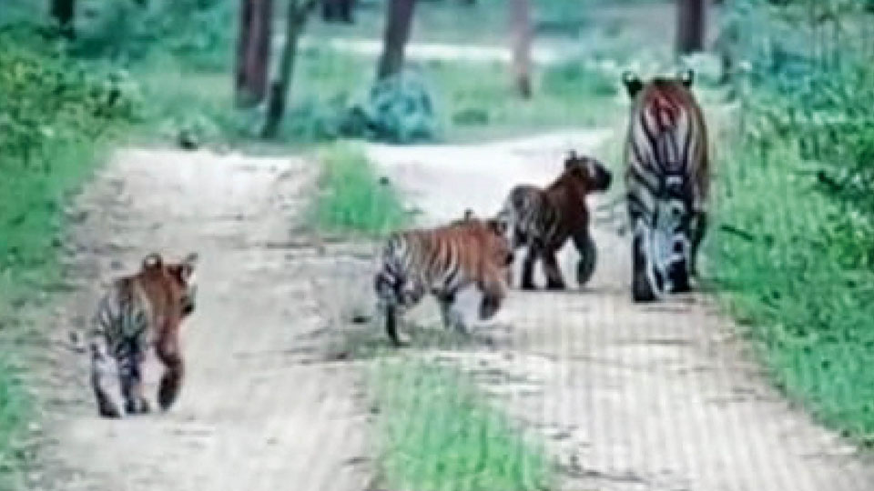 Tigress snare death: Two cubs spotted; search on for one more