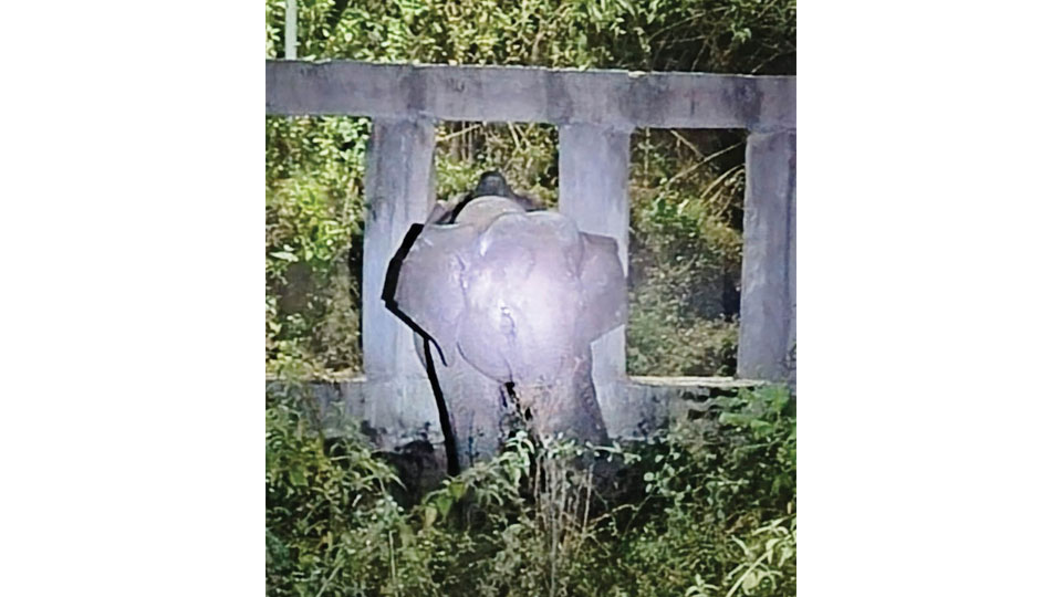 Wild elephant stuck in cement barricade, freed