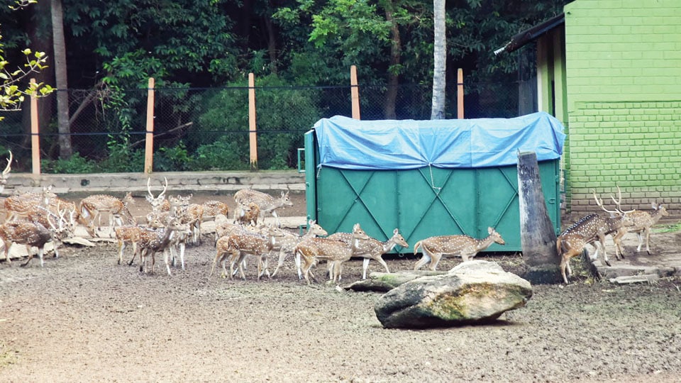 City Zoo to move surplus deer to Dandeli forest
