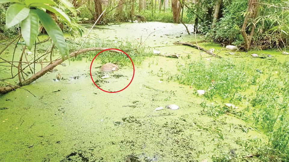 Crocodile kills and drags calf into water hole at Yele Thota