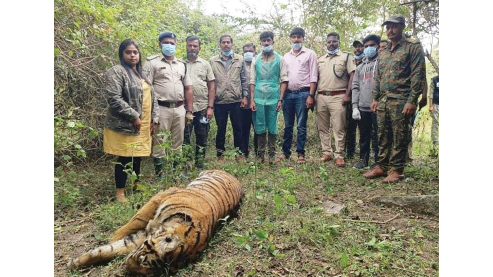 Tiger cub killed days after its mother’s death in Nagarahole
