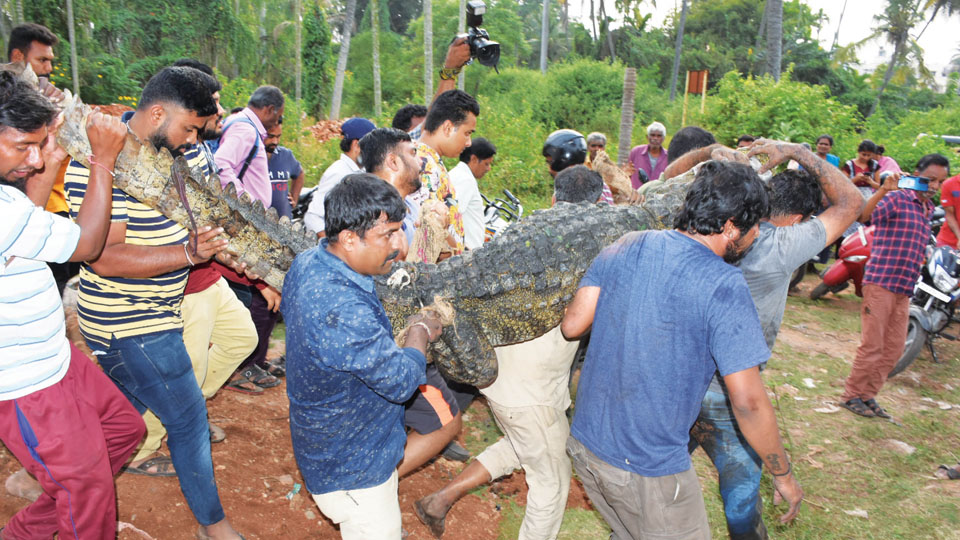 Crocodile caught at Yele Thota