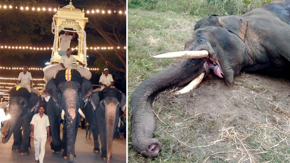 Fight with wild tusker kills Dasara jumbo Gopalaswami