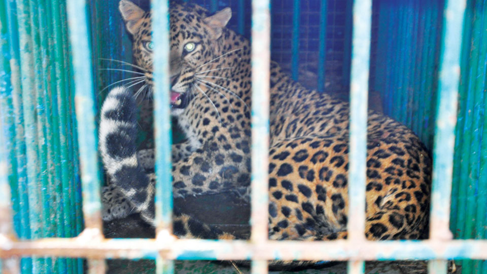 Leopard, which attacked biker, Forest staff in K.R. Nagar, captured