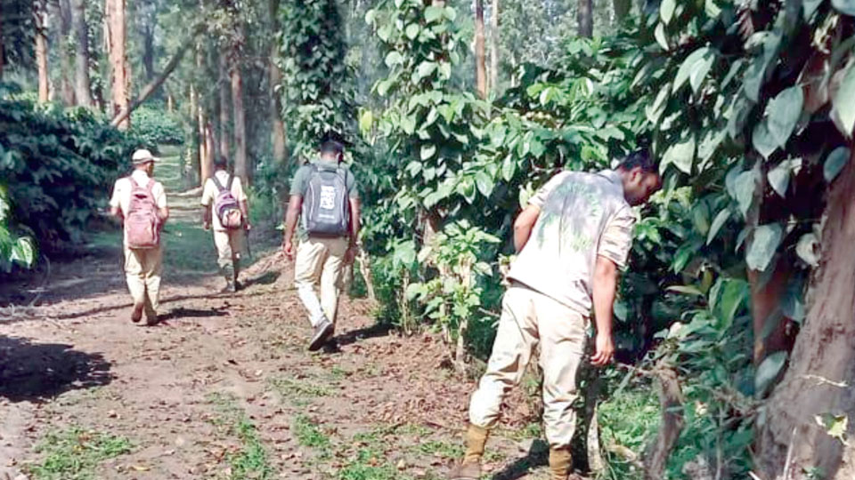 Echo of tigress falling victim to a snare: Anti-snare operation underway at Nagarahole