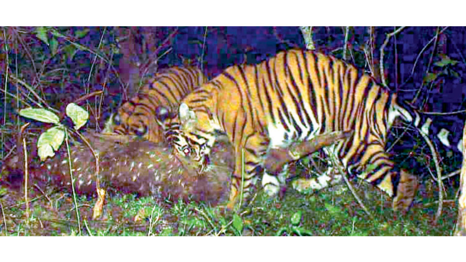 Three tiger cubs safe in Nagarahole; make a kill