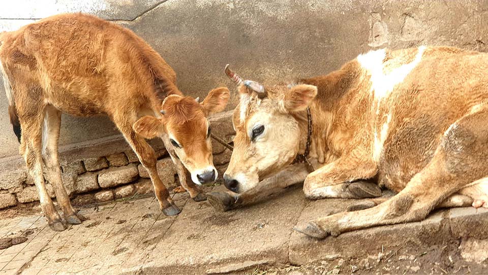 Plight of cows, have mercy please!