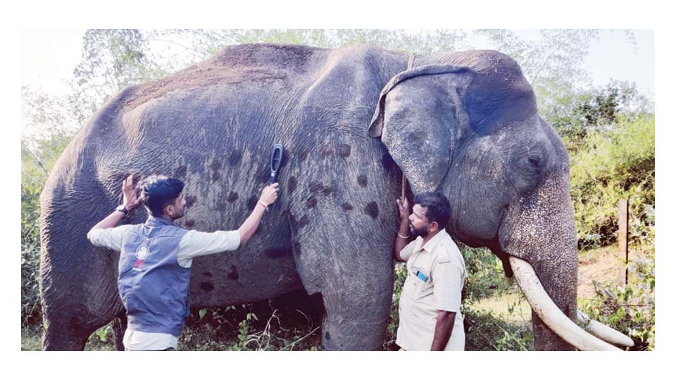 Elephant Balarama recovering from gunshot wounds