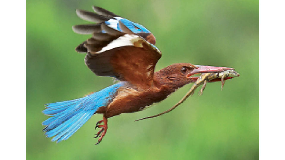 ‘Kingfisher on flight’ bags second prize at National Photography Exhibition