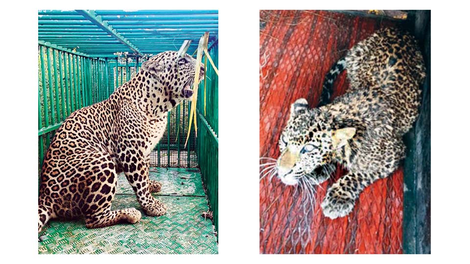 Leopards trapped in Mysuru, Pandavapura