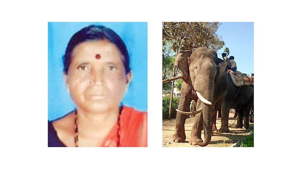 Woman killed, two injured in wild elephant attack
