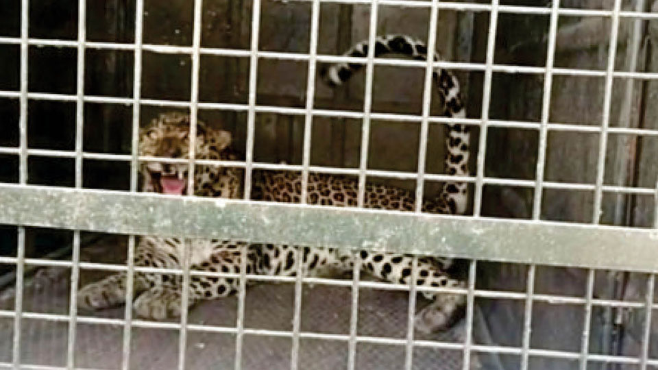 Leopard trapped in cage at KRS