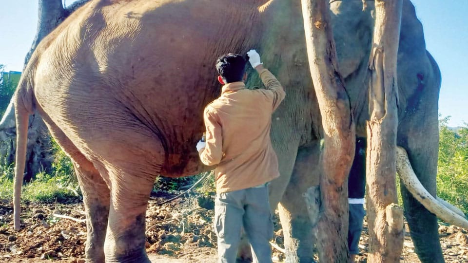 Farmer arrested for firing at ‘Balarama’ elephant