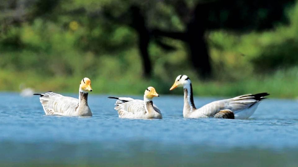 Over 45 bar-headed geese from Mongolia arrive near Bandipur