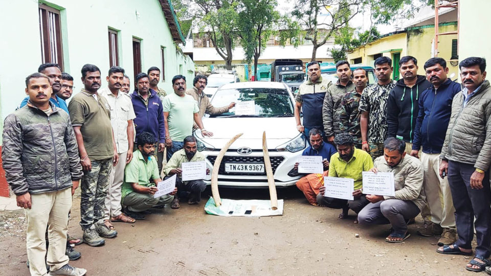 Five elephant tusks smugglers arrested