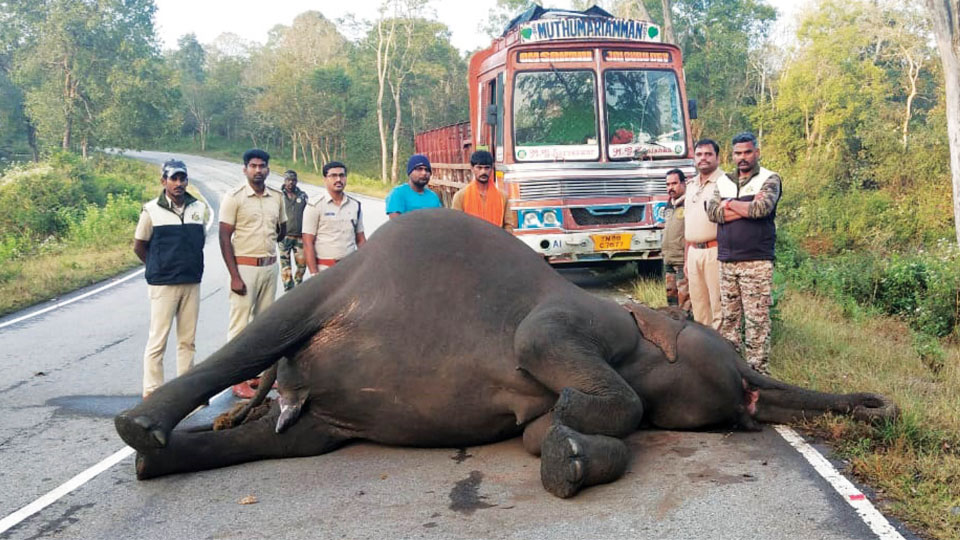 Speeding truck kills elephant inside Bandipur Tiger Reserve