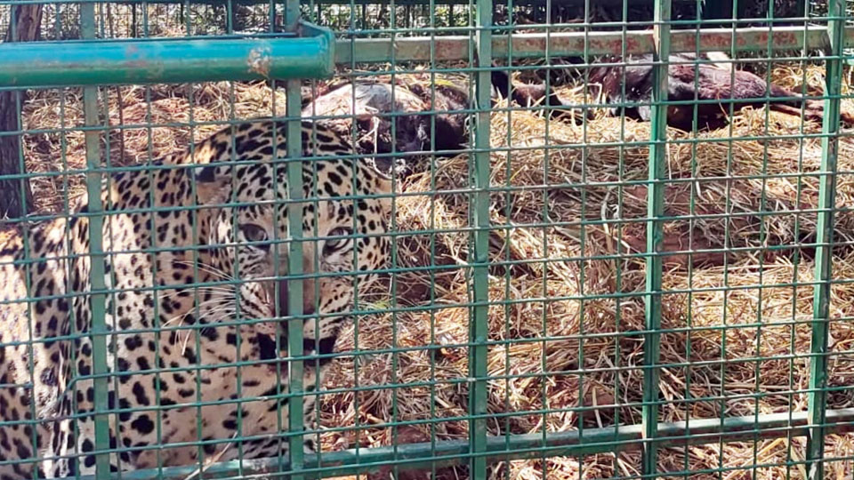 Leopard that killed two students finally trapped, shifted to Bannerghatta Biological Park
