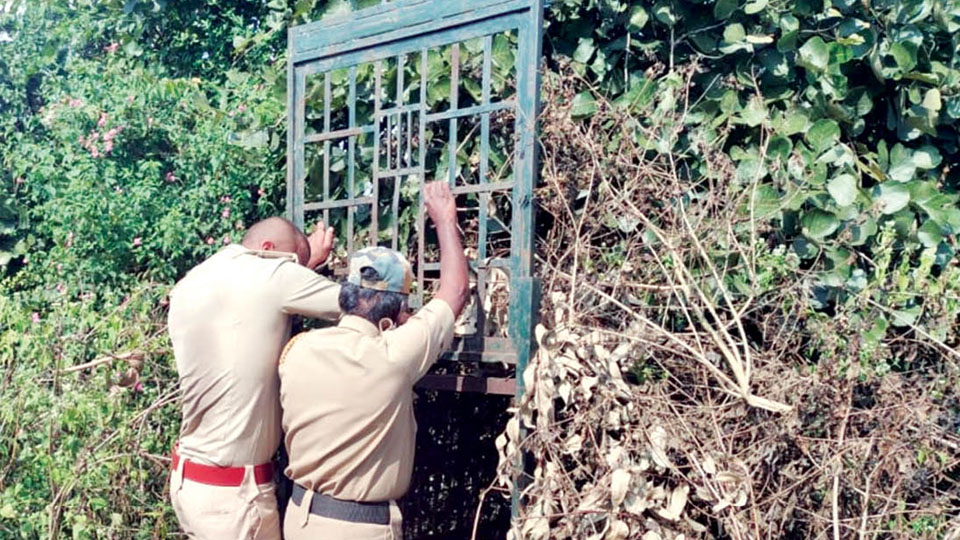 Forest staff step up efforts to catch elusive leopard