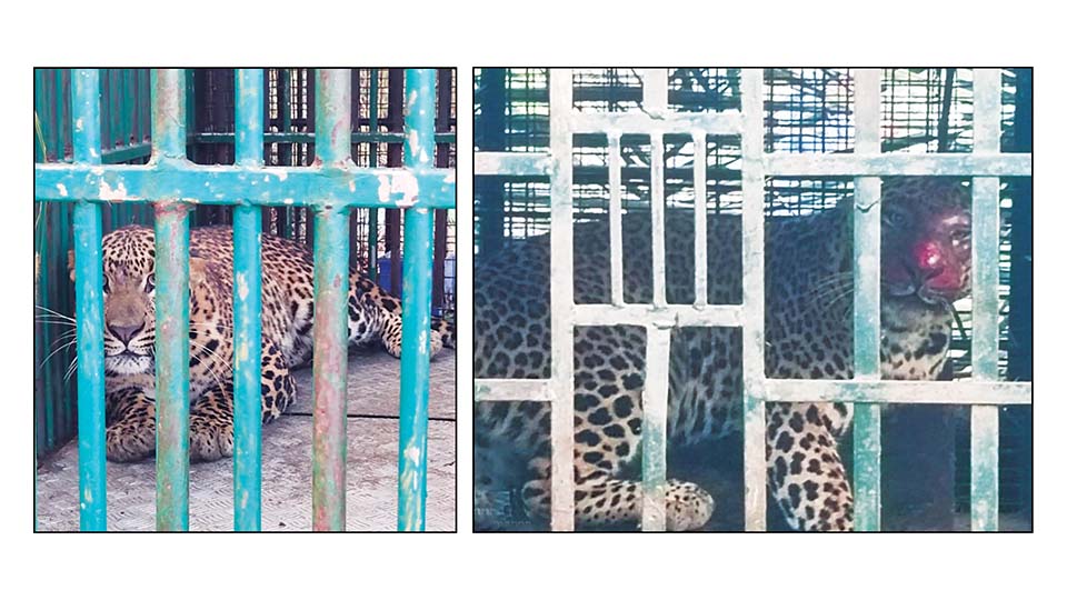 Leopards trapped at BEML and in Srirangapatna