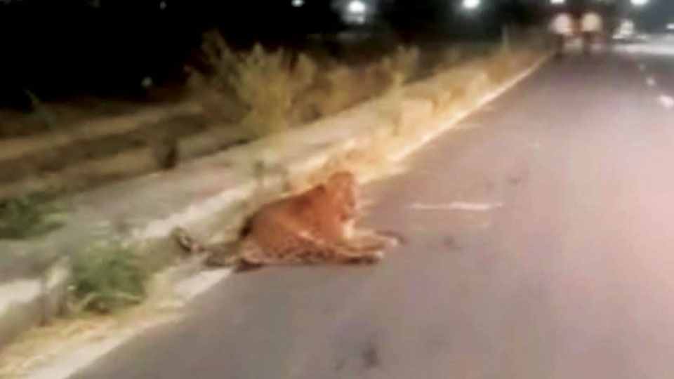 Leopard killed in hit-and-run incident at Hunsur
