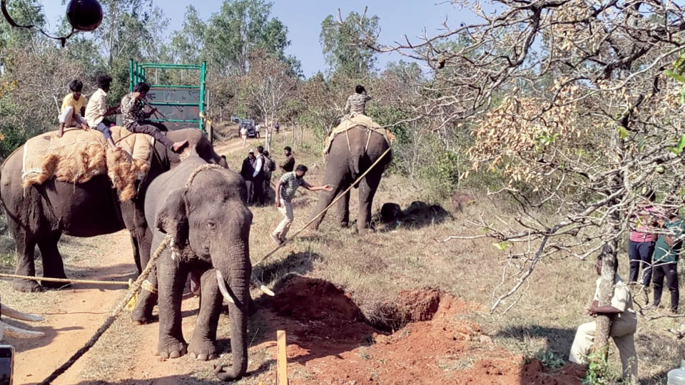Three wild elephants captured in four days