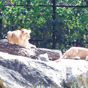 Summer Camp at City Zoo from Apr. 13