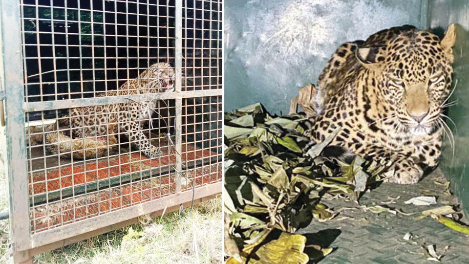Leopard, cub trapped at Jayapura, Ramanathatunga