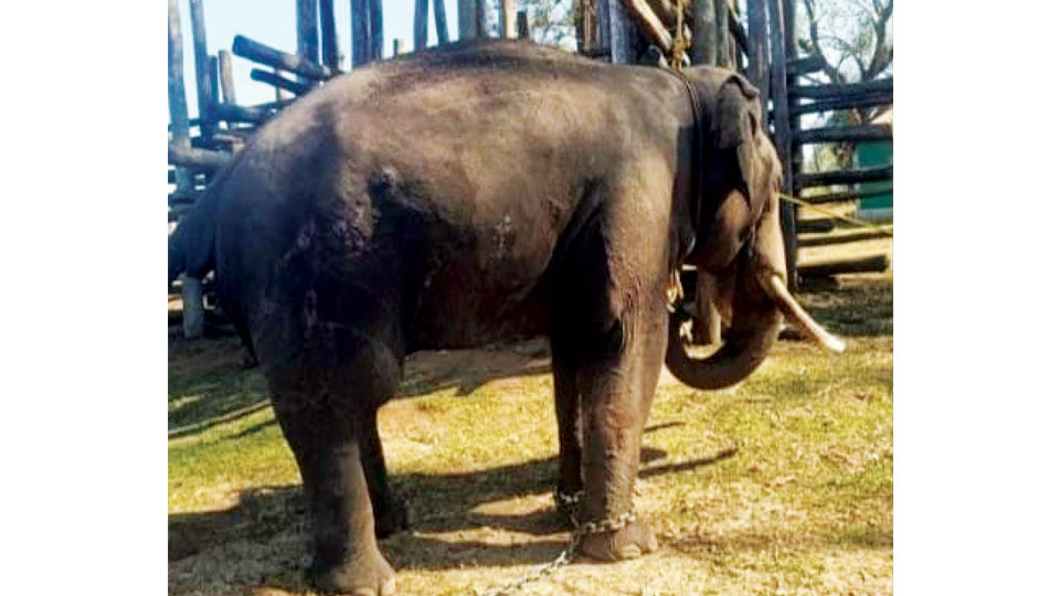 Dasara elephant Gopi injured in wild jumbo attack at Dubare