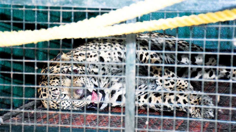Leopard that had claimed the life of a boy, finally trapped