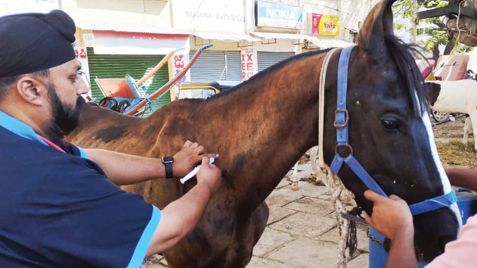 PFA holds free health check-up for horses