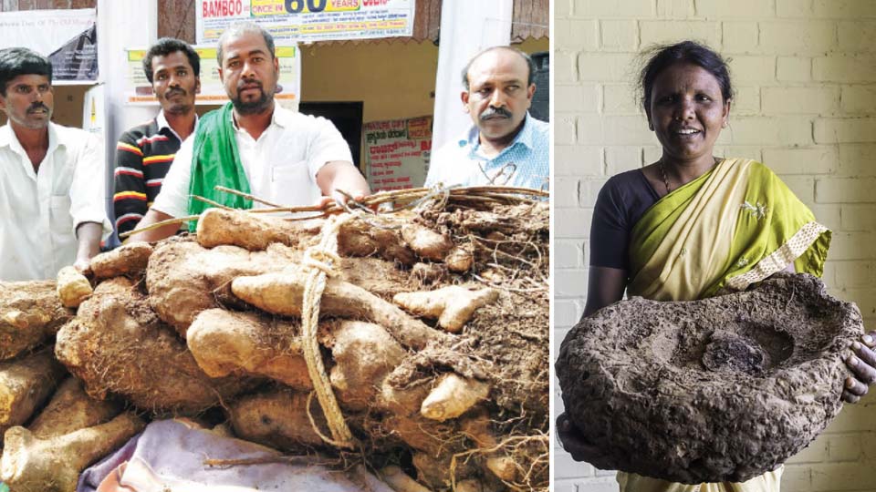 Roots and Tubers Mela on Feb.11 and 12 at NR Choultry
