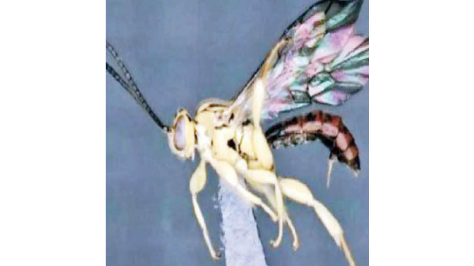 New wasp genus discovered at B.R. Hills