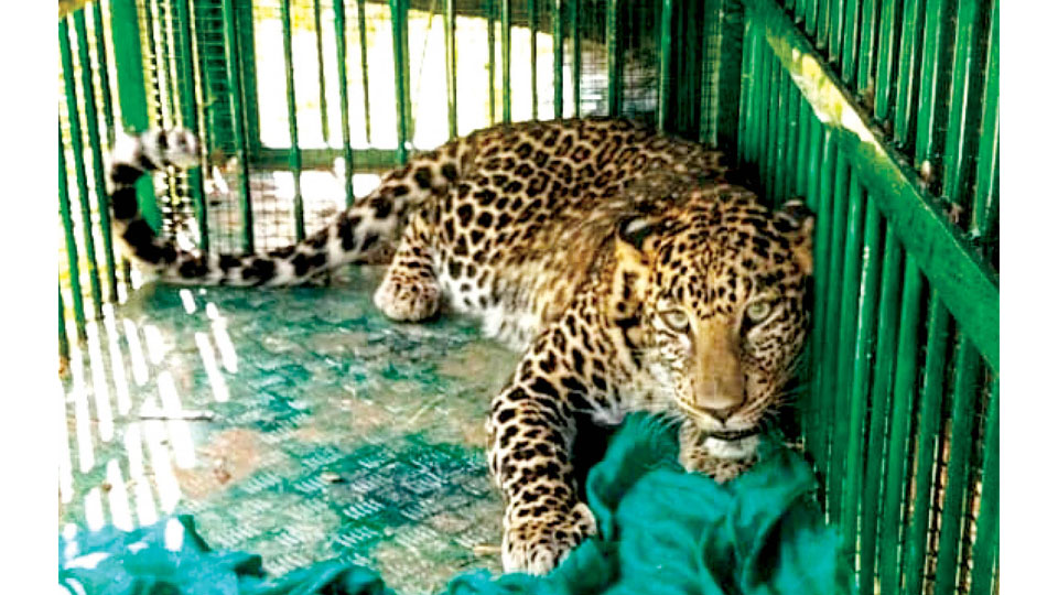 Leopard trapped on city outskirts