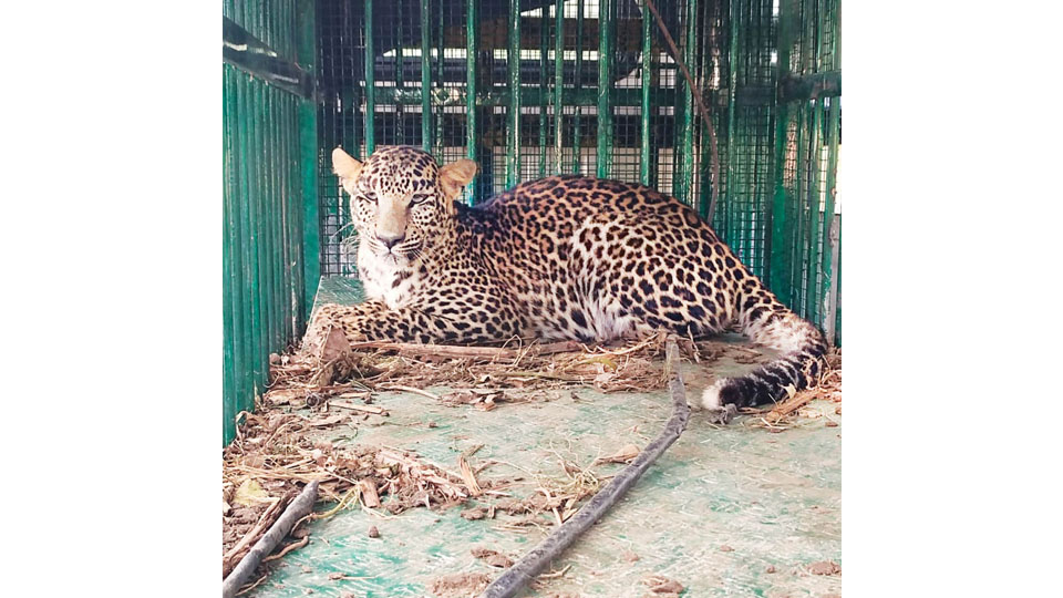 Leopard trapped near Yelwal