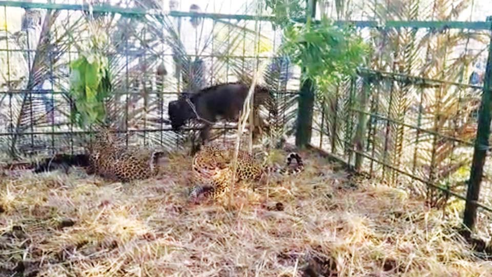 Two more leopards trapped in ‘Tumkur cage’ at T. Narasipur taluk