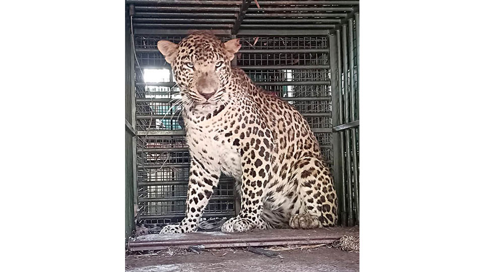 Leopard trapped at Marase