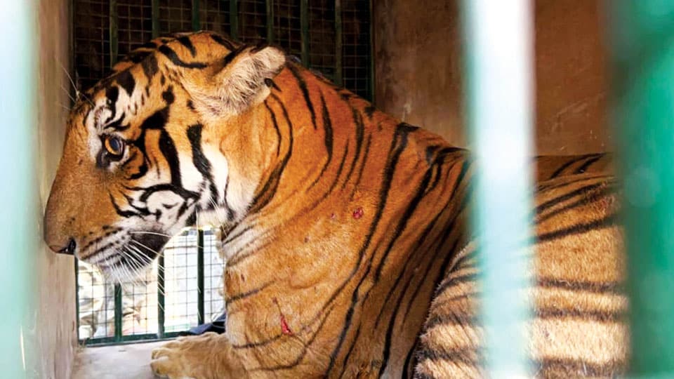 Tiger that had claimed two lives in Kodagu captured
